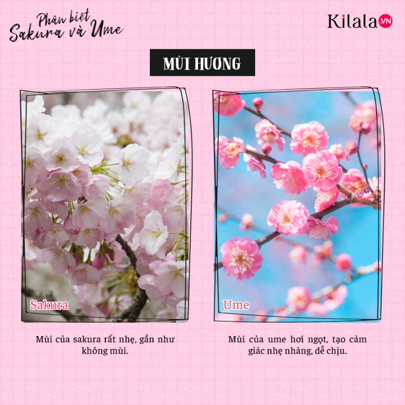 phân biệt sakura và ume